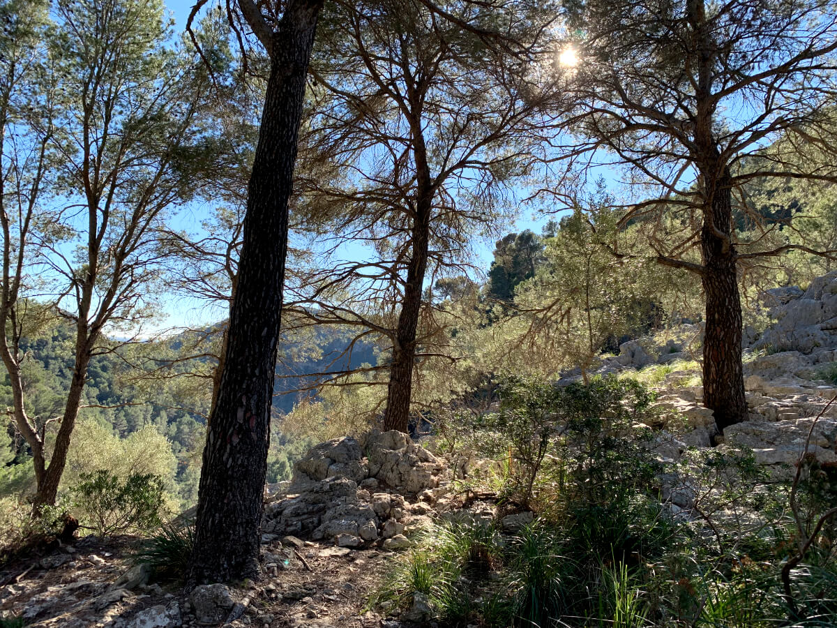 Bäume bei Wanderung