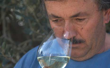 Winzer Toni Gelabert riecht an Weißwein