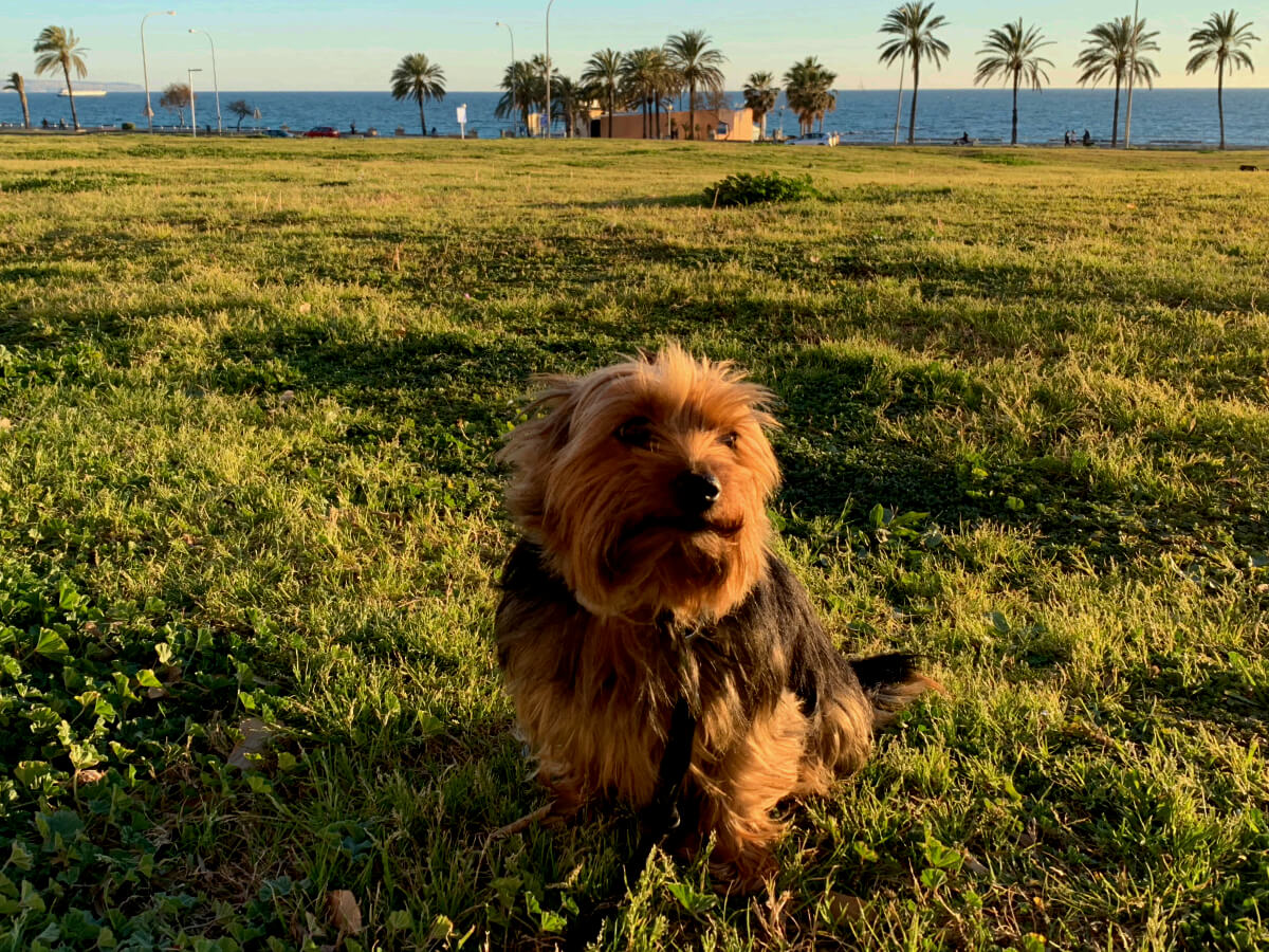 Hund rennt fröhlich am Strand von Mallorca