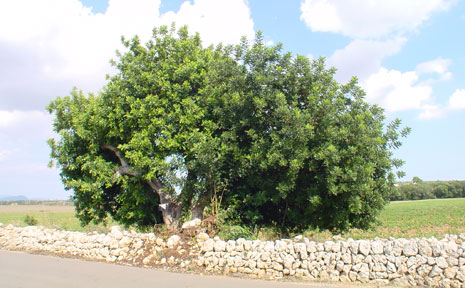 Johannisbrotbaum an Landstraße auf Mallorca