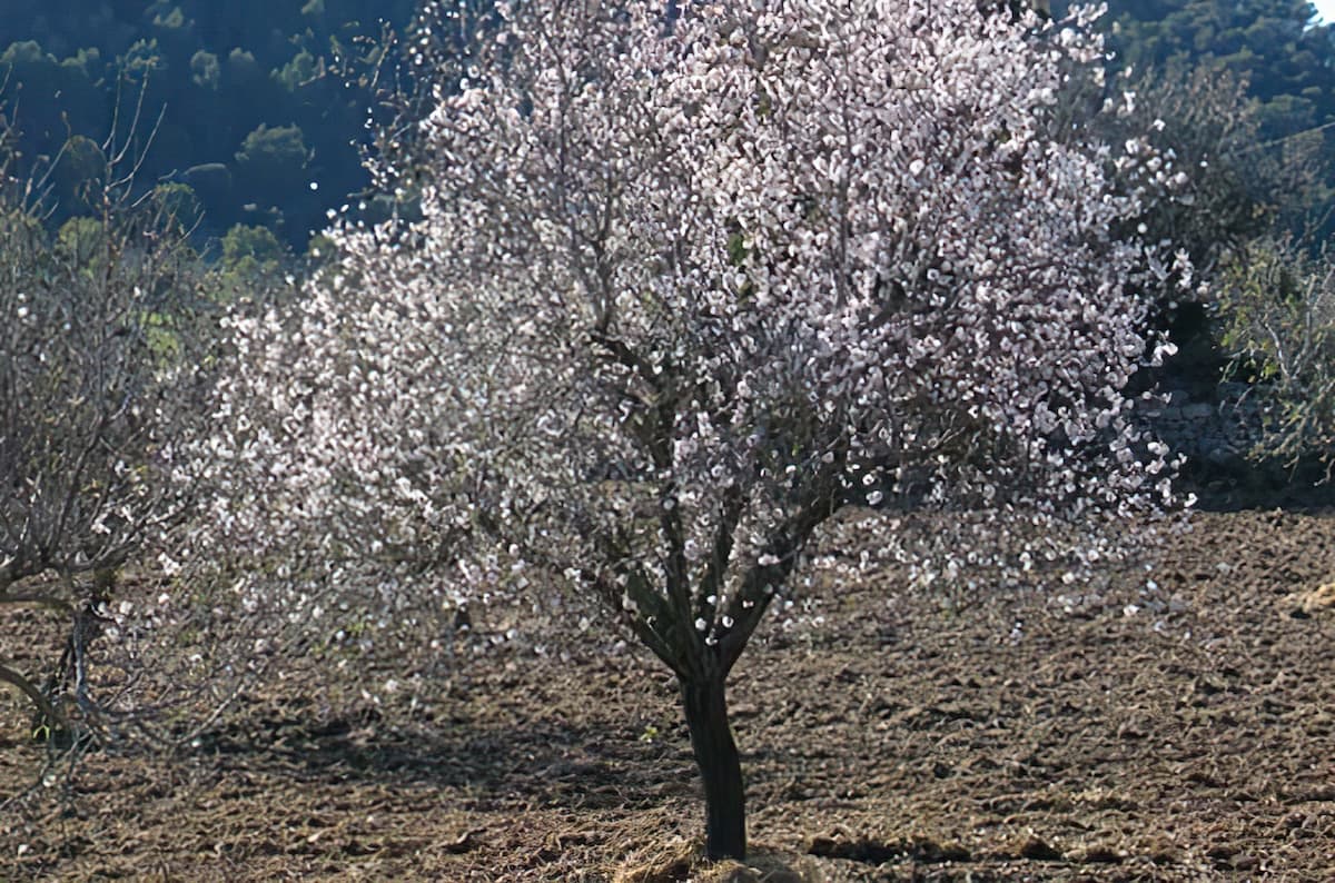 Mandelbaum im Frühling blühend