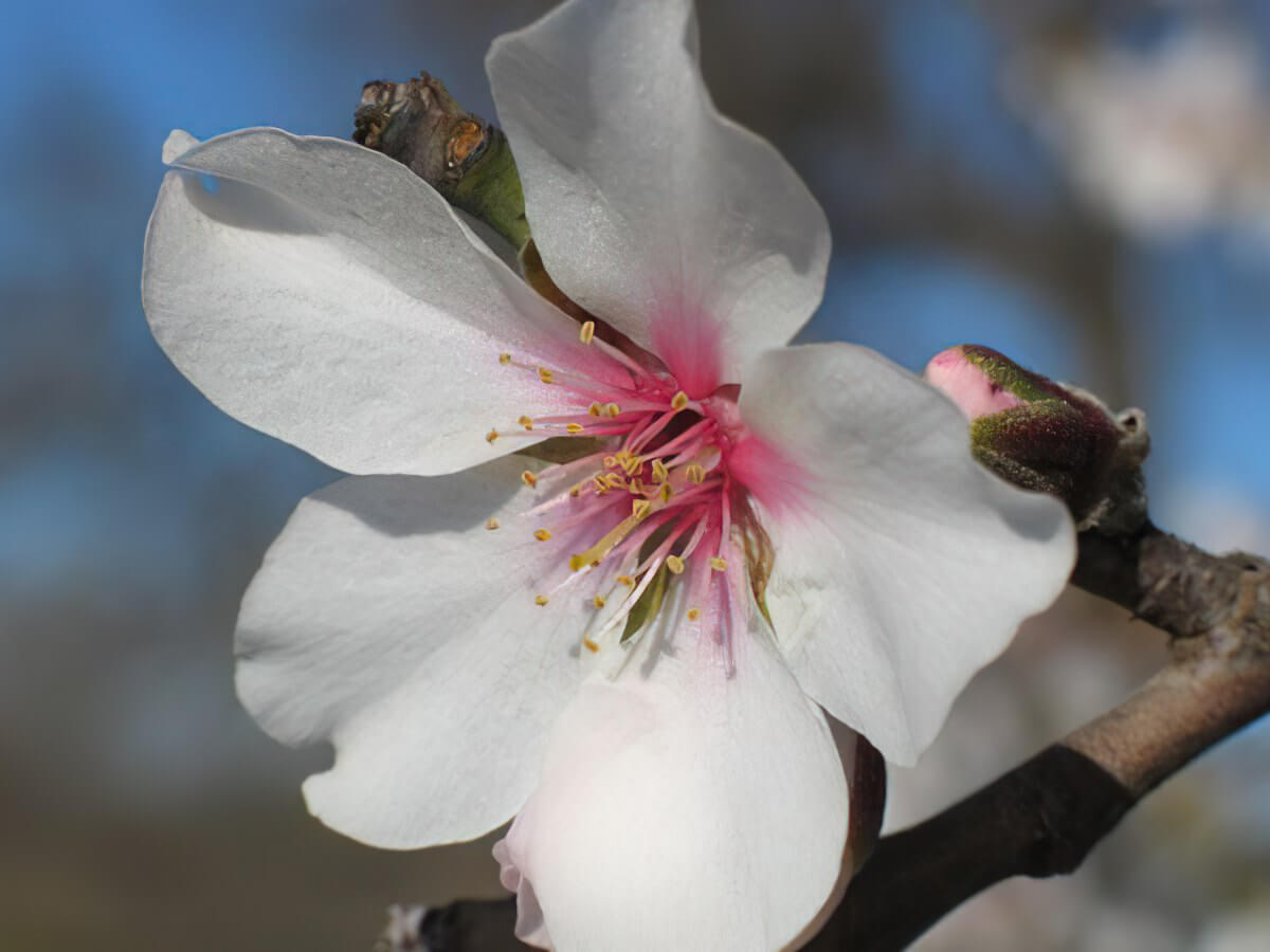 Detailaufnahme einer Mandelblüte