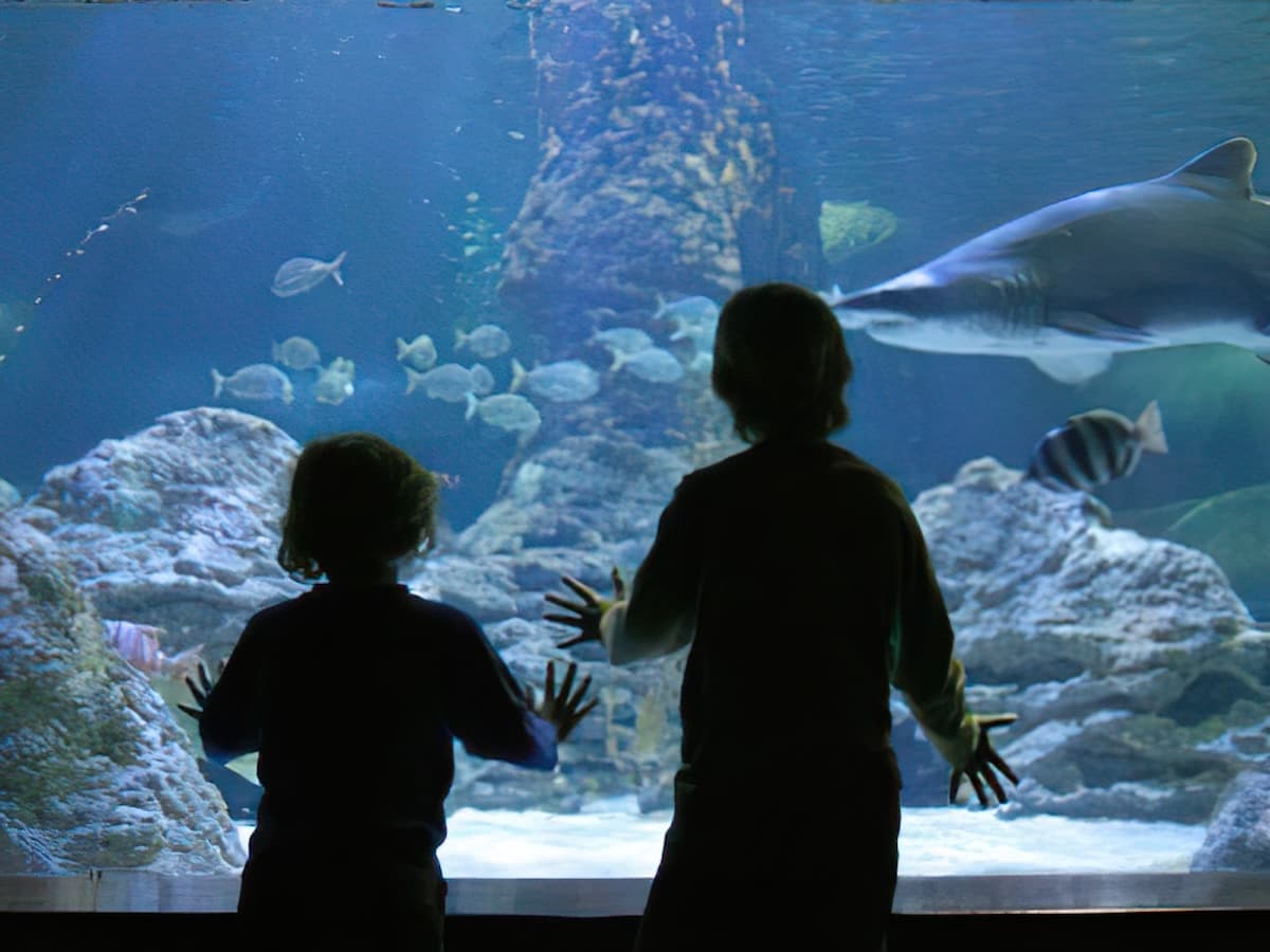 2 Kinder bestaunen Hai und andere Fische im Aquarium