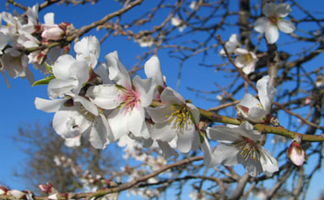 Mandelblüten an Baum in der Natur mit blauem Himmel
