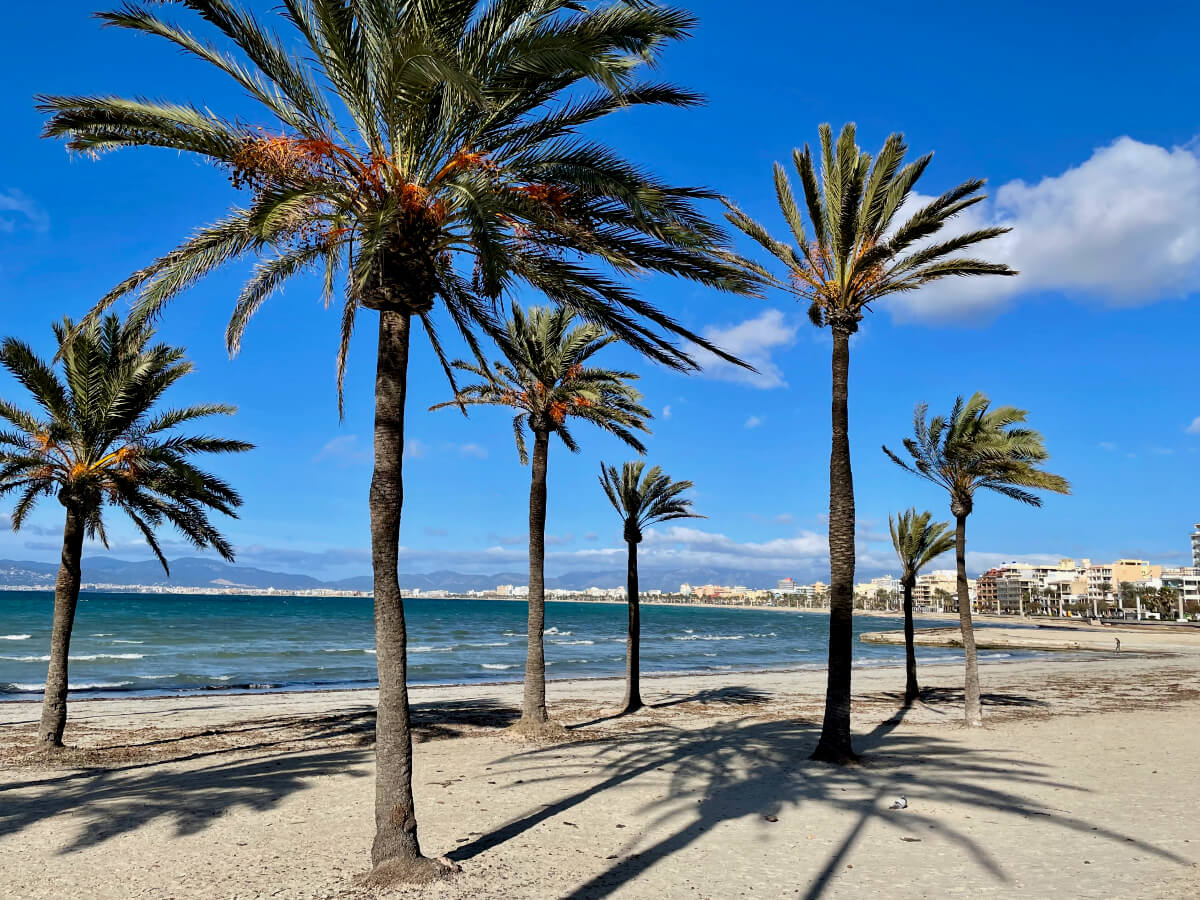 Strand mit Palmen in El Arenal