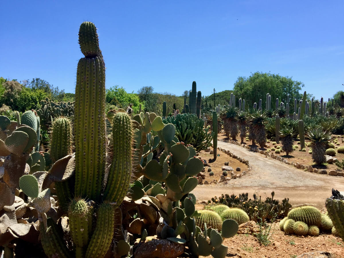 Großer Kaktus mit Wegen