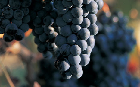 Dunkle Weintrauben noch am Weinstock hängend