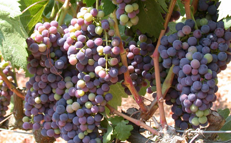 Rote Trauben an Weinreben